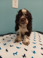 English Cocker Spaniel Puppies for sale in Buffalo, New York. price: $1,200