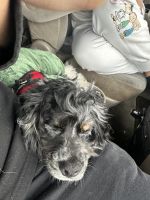 English Cocker Spaniel Puppies for sale in Elizabeth, NJ, USA. price: $1,500