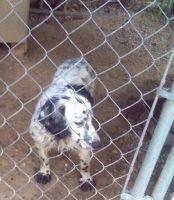 English Cocker Spaniel Puppies for sale in Montgomery, IN 47558, USA. price: $1,000
