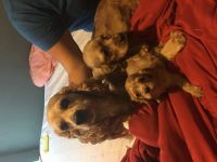 English Cocker Spaniel Puppies for sale in Katy, TX, USA. price: $500