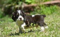 English Cocker Spaniel Puppies for sale in Westminster, CO, USA. price: $500