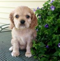 English Cocker Spaniel Puppies for sale in Batavia, OH 45103, USA. price: $650