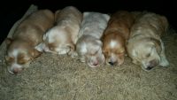 English Cocker Spaniel Puppies for sale in Riverside, CA, USA. price: $700