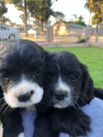 English Cocker Spaniel Puppies for sale in Riverside, CA, USA. price: $700