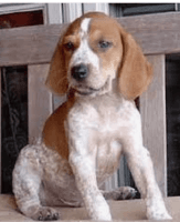 English Coonhound Puppies for sale in Mt Zion, WV 26151, USA. price: $150