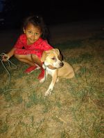 English Coonhound Puppies for sale in Pardeeville, WI 53954, USA. price: $350