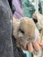 English Lop Rabbits for sale in Dewey-Humboldt, AZ, USA. price: $60