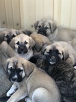 English Mastiff Puppies for sale in Menifee, CA, USA. price: $500