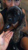 English Mastiff Puppies for sale in Drummond, MT 59832, USA. price: $1,000