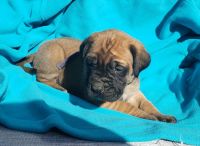 English Mastiff Puppies for sale in Newport, WA 99156, USA. price: $2,500