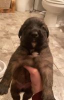 English Mastiff Puppies for sale in S Kingston Ave, Ontario, CA 91761, USA. price: $1,000