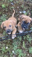 English Mastiff Puppies for sale in Spokane Valley, WA, USA. price: $650