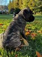 English Mastiff Puppies for sale in 2692 CA-45, Glenn, CA 95943, USA. price: $1,000