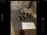 English Mastiff Puppies for sale in Milwaukee, WI, USA. price: NA