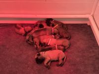 English Mastiff Puppies Photos