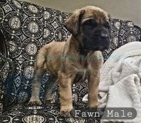 English Mastiff Puppies for sale in South Point, Ohio. price: $2,000