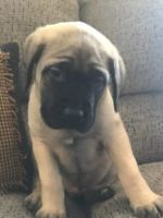 English Mastiff Puppies for sale in Hartford, Connecticut. price: $950
