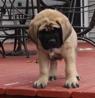 English Mastiff Puppies for sale in Shamong Township, New Jersey. price: $900