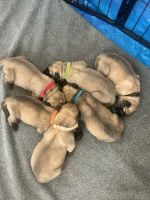 English Mastiff Puppies for sale in Port Charlotte, Florida. price: $2,500
