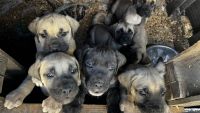 English Mastiff Puppies for sale in Long Beach, California. price: NA