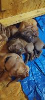 English Mastiff Puppies for sale in Sacramento, California. price: $800