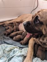 English Mastiff Puppies for sale in Johnson City, Tennessee. price: $800