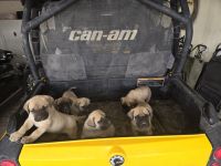 English Mastiff Puppies for sale in Albuquerque, NM, USA. price: $800