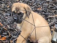 English Mastiff Puppies for sale in Springport, Michigan. price: $750