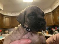 English Mastiff Puppies for sale in Grove City, Pennsylvania. price: NA