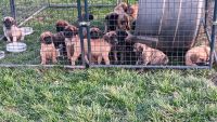 English Mastiff Puppies for sale in Oakfield, NY 14125, USA. price: NA