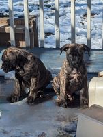 English Mastiff Puppies for sale in Lester Prairie, Minnesota. price: $75,000
