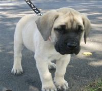 English Mastiff Puppies for sale in Jackson, Michigan. price: $500