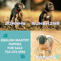 English Mastiff Puppies for sale in Grove City, Pennsylvania. price: $800