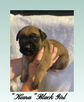 English Mastiff Puppies for sale in Crestview, Florida. price: $2,000