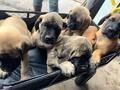 English Mastiff Puppies for sale in Oakfield, NY 14125, USA. price: $1,800