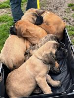 English Mastiff Puppies for sale in Oakfield, NY 14125, USA. price: $1,800