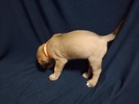 English Mastiff Puppies for sale in Fowlerville, Michigan. price: $1,200