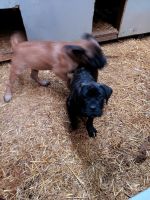English Mastiff Puppies for sale in Greenwich, Ohio. price: $1,200