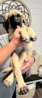 English Mastiff Puppies for sale in Lewisville, Ohio. price: $1,000