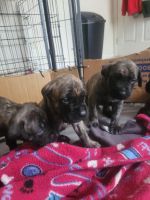 English Mastiff Puppies for sale in Xenia, Ohio. price: $2,000