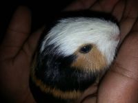 English Merino Guinea Pig Rodents for sale in Pune, Maharashtra, India. price: 1000 INR