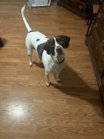 English Pointer Puppies for sale in Kunkletown, PA 18058, USA. price: NA