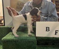Eng Pointer puppies for sale