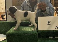 Eng Pointer puppies for sale