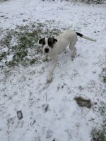 English Pointer Puppies for sale in Mesquite, TX, USA. price: $200