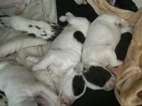 English Setter Puppies for sale in Los Angeles, CA, USA. price: NA