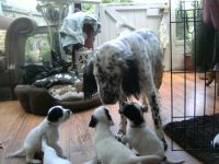 English Setter Puppies for sale in Indianapolis, IN, USA. price: NA