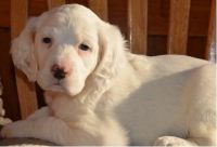English Setter Puppies for sale in East Los Angeles, CA, USA. price: $500