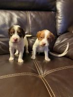 English Setter Puppies for sale in Finlayson, MN 55735, USA. price: $1,000