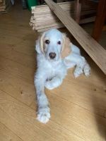 English Setter Puppies for sale in Finlayson, MN 55735, USA. price: $1,400